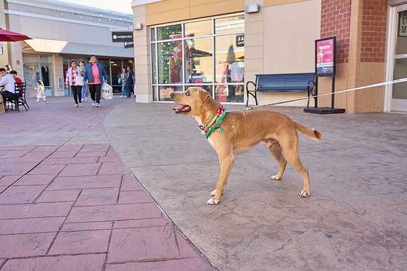 Outlets-(11-19-23)-0072