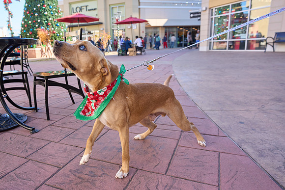 Outlets-(11-19-23)-0073