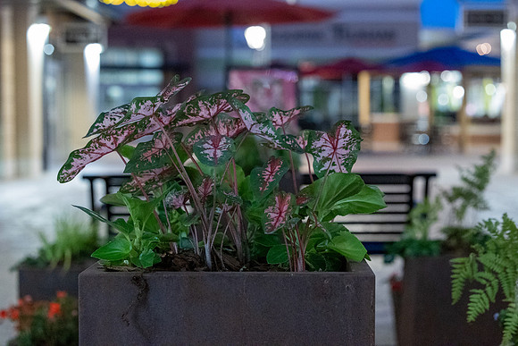 IMG_0155